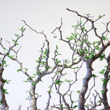 コミフォラ モンストローサ / Commiphora monstrosa   no.43002