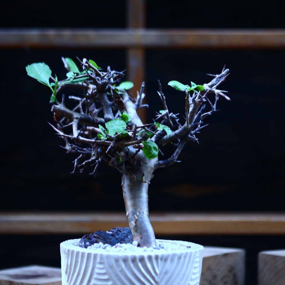 \"Commiphora wightii\" コミフォラ ワイティ 実生　良型 Commiphora wightii × N/OH no.107142 | 芽の巣山