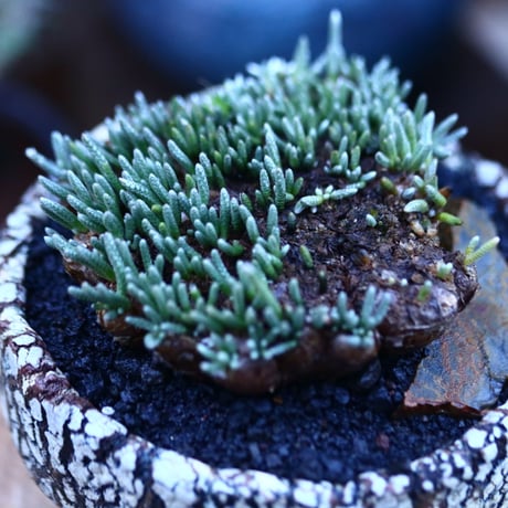 アボニア   クイナリア   アルストニー  赤花／Avonia quinaria ssp. alstonii    no.111407