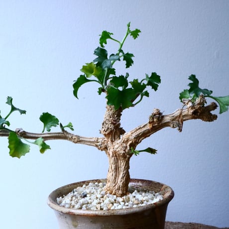 コラロカルプス    グロメルリフロルス  Corallocarpus glomeruliflorus   No.048