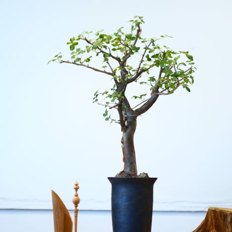 Bursera fagaroides × たけろうポット   no.90335