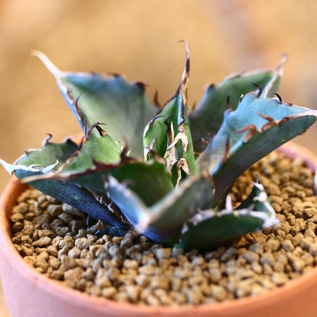 Agave titanota Hades × YAMABACHI    no.123166