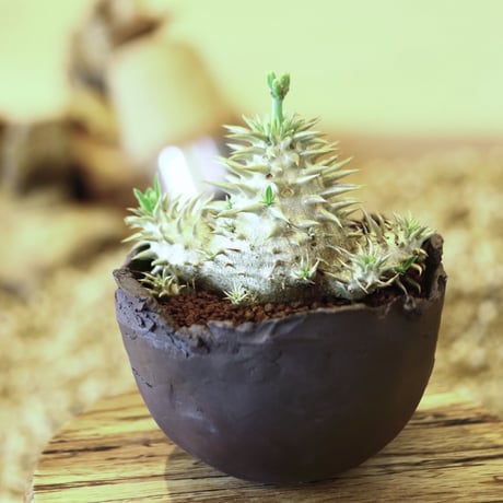 パキポディウム  恵比寿大黒 / Pachypodium  Densicaule    no.52116