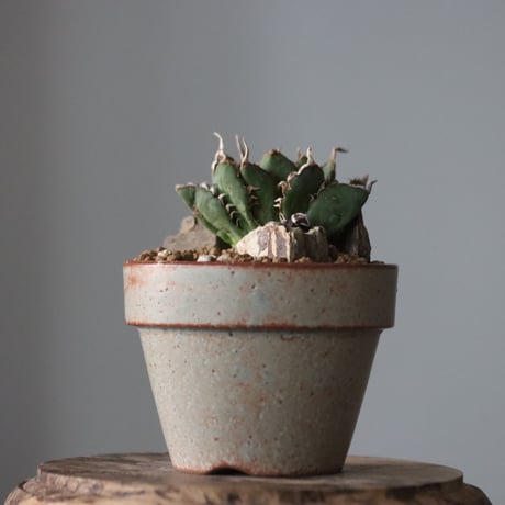 Agave titanota filigree Devil × YAMABACHI var. 中川智治  no.914-18