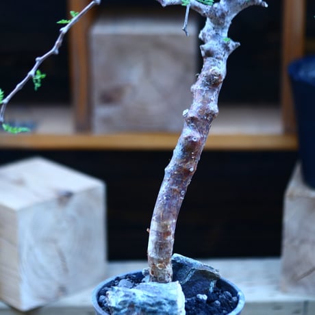 コミフォラ モンストローサ   Commiphora monstrosa   no.82910