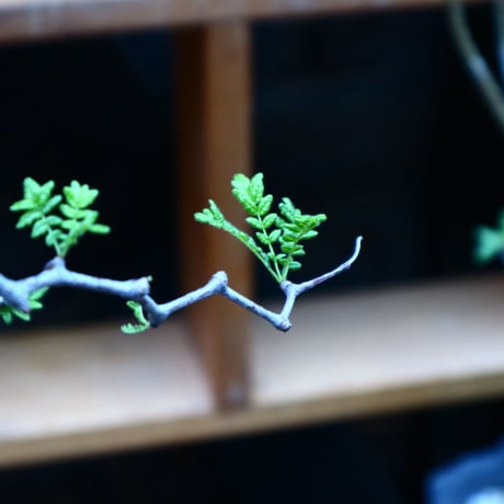 コミフォラ モンストローサ／Commiphora monstrosa   no.90521