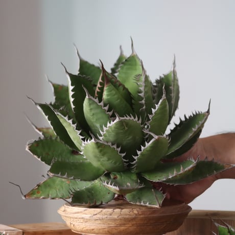 U.S. horrida (Agave horrida) / Style of Chika　no.1130-9