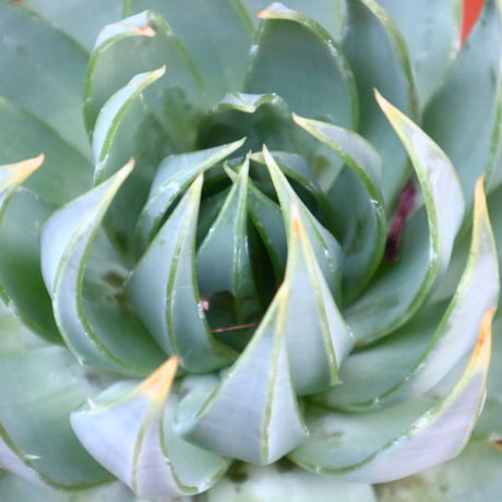 アロエ ポリフィラ／Aloe polyphylla     no.50696