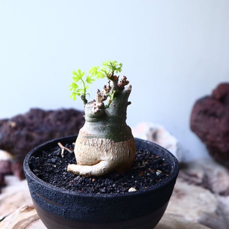 アデニア   グラウカ    Adenia glauca   no.016