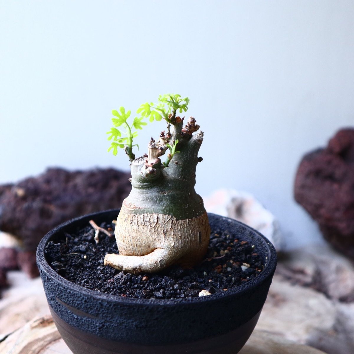 アデニア グラウカ Adenia glauca no.016 | 芽の巣山