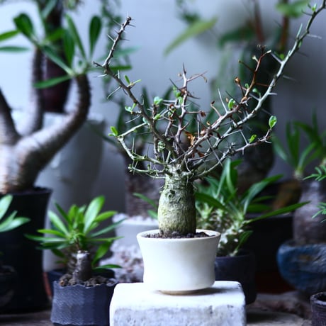 フォークイエリア  コルムナリス  観峰玉 Fouquieria columnari   no.71914