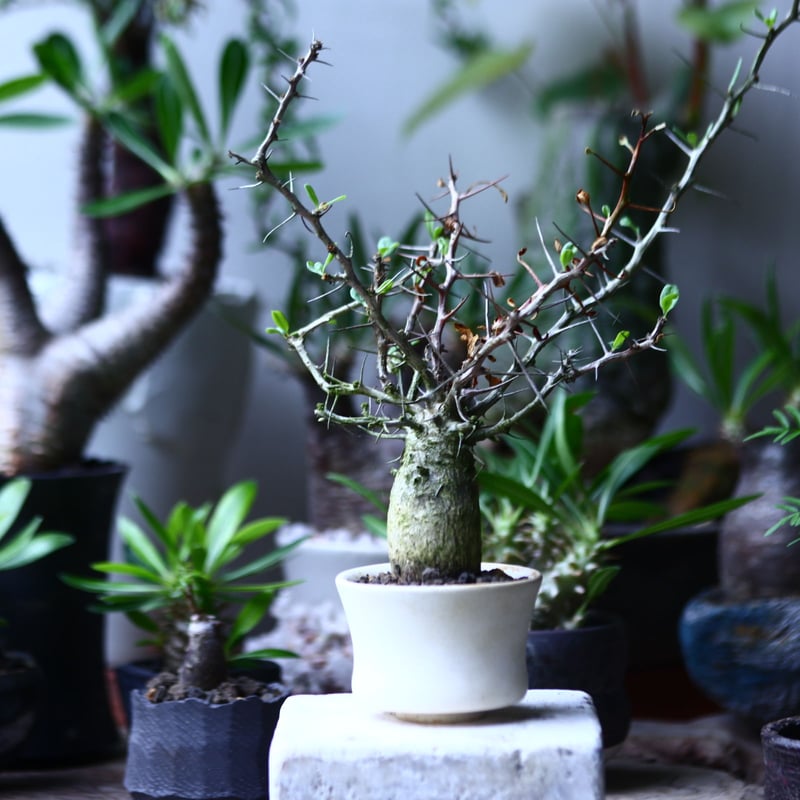 フォークイエリア コルムナリス 観峰玉 Fouquieria columnari no