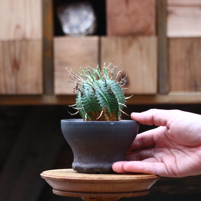 ユーフォルビア バリダ n/oh 陶器鉢 【公式通販】