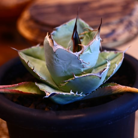 'ハルコイ´セット (N/OH × Agave titanota white ice )  no.30347