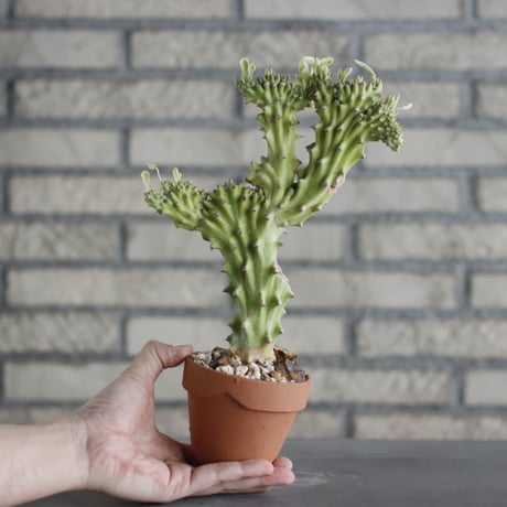 Euphorbia nivulia (ニブリア 綴化斑入り) / T.W. × YAMABACHI (3号) no.329/38
