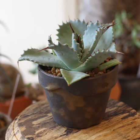 Agave hyb. potatorum × Isthmensis × YAMABACHI var. takero pot   no.82510