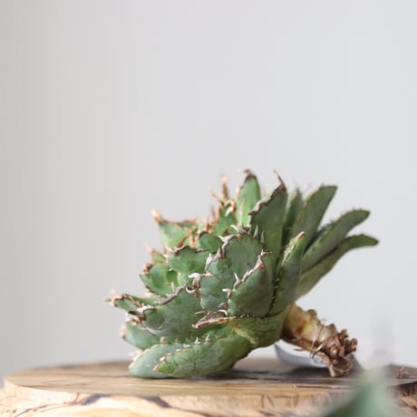 Agave titanota filigree Devil/ Style of Chika　no.42124