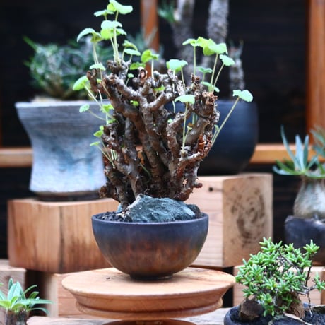ぺラルゴ二ウム   エキナツム／Pelargonium  lechinatum   no.102450