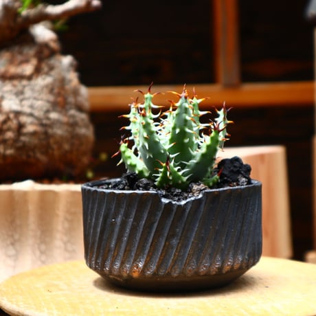 アロエ エリナケア／Aloe melanacantha ssp. var. erinacea  no.71008