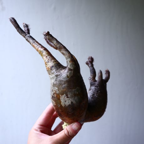パキポディウム グラキリス 2頭 Pachypodium rosulatum var. gracilius no.70705