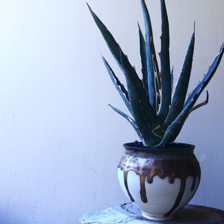アガベ 　キシロナカンサ　ソードフィッシュ    Agave   xylonacantha   swordfish   no.11232