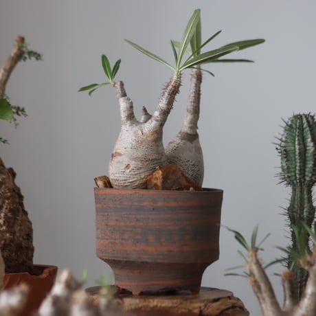 Pachypodium gracilius × N/OH    no.51229