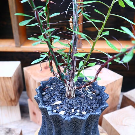 フォークイエリア hyb.／ Fouquieria hyb. （purpusii × fasciculata ） no.60577