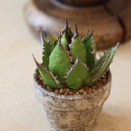 U.S.horrida / Style of Chika × YAMABACHI var.takero pot  no.131-10