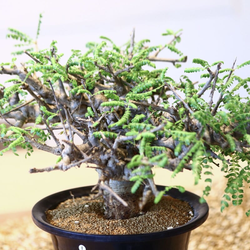 ボスウェリア ネグレクタ/ Boswellia neglecta no.43001 |