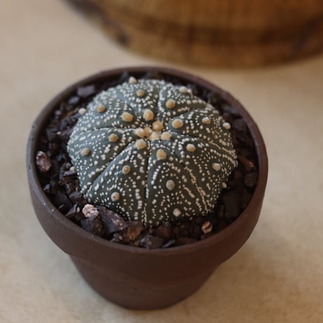 Astrophytum asterias 'Kabuto' × YAMABACHI var. 六本芽   no.124-46