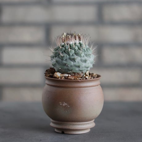 Strombocactus disciformis / 菊水 × takero pot (3号)  no.419/99