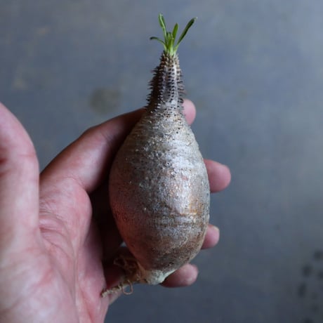 パキポディウム グラキリス   Pachypodium rosulatum var. gracilius no.110317