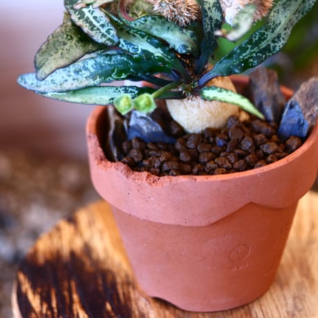 YAMABACHI ver. N/OH × Euphorbia francoisii   no.111903