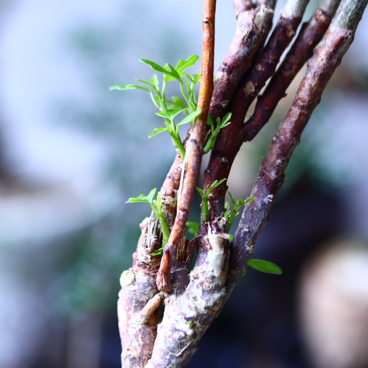 アデニア サブセシリフォリア Adenia subsessilifolia no.9