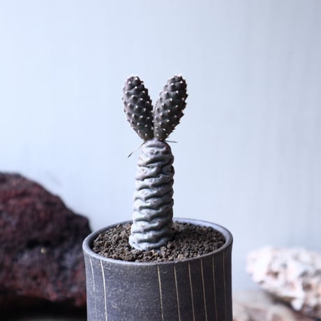 テフロカクタス アーティキュラータス イネルミス   松笠団扇  Tephrocactus articulatus var.inermis   no.72119