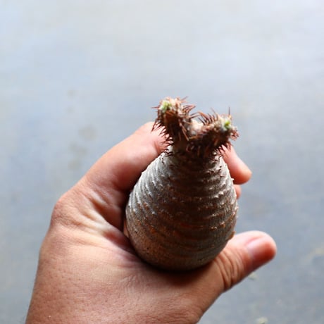 パキポディウム グラキリス 抜苗  Pachypodium rosulatum var. gracilius no.92914