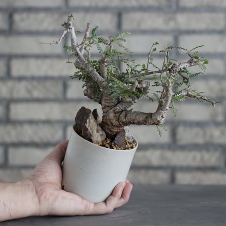 Boswellia neglecta × Atsushi Funakoshi (3.5号)  no.629-43