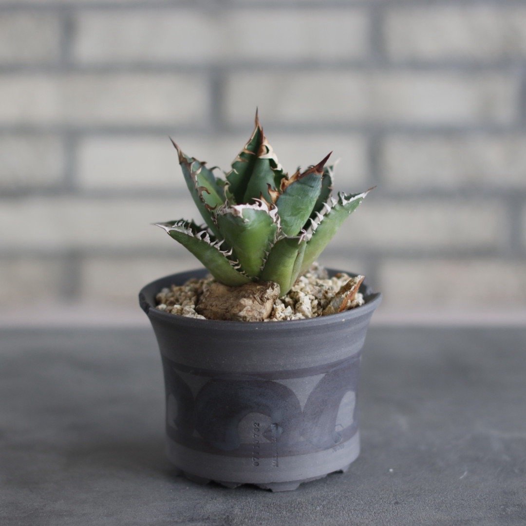 Agave titanota