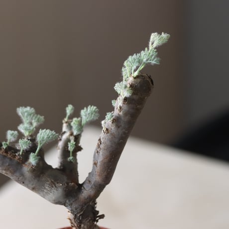 Monsonia multifida × N/OH  no.905-20