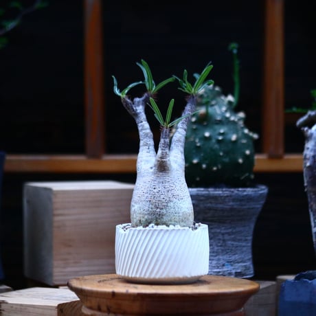 パキポディウム  グラキリス／Pachypodium  gracilius     no.100328