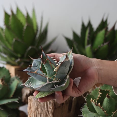 U.S. personal collection Blue (Agave titanota blue) / Style of Chika　no.1206-45