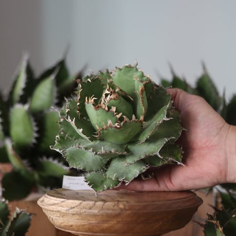 U.S. filigree (Agave titanota filigree) / Style of Chika　no.1130-6