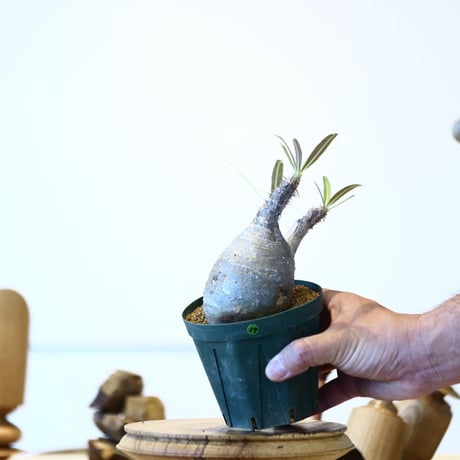 パキポディウム  グラキリス / Pachypodium  gracilius   no.52817