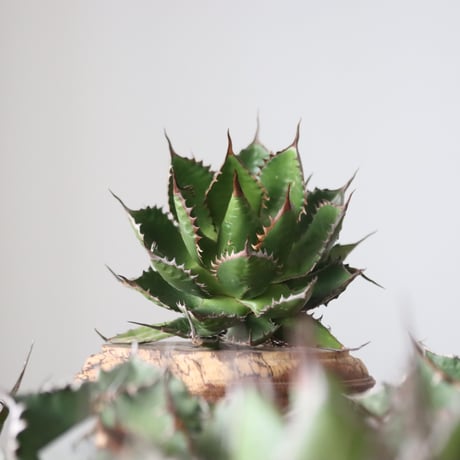 Agave horrida / Style of Chika　no.42159