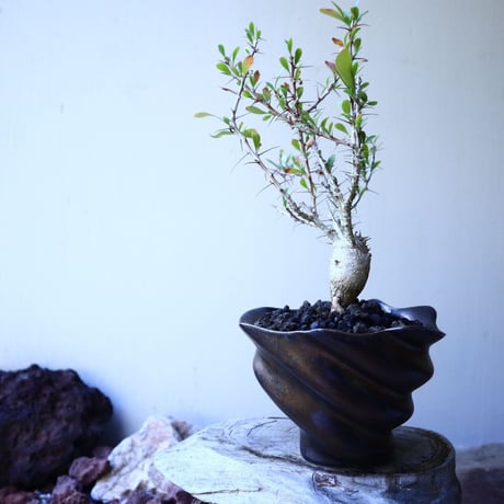 フォークイエリア  コルムナリス  観峰玉 Fouquieria columnari   no.52610