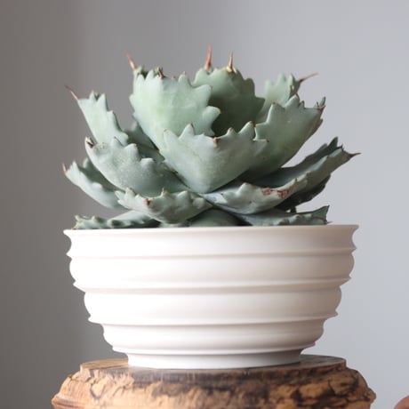 Agave Isthmensis × たけろうポット   no.52619