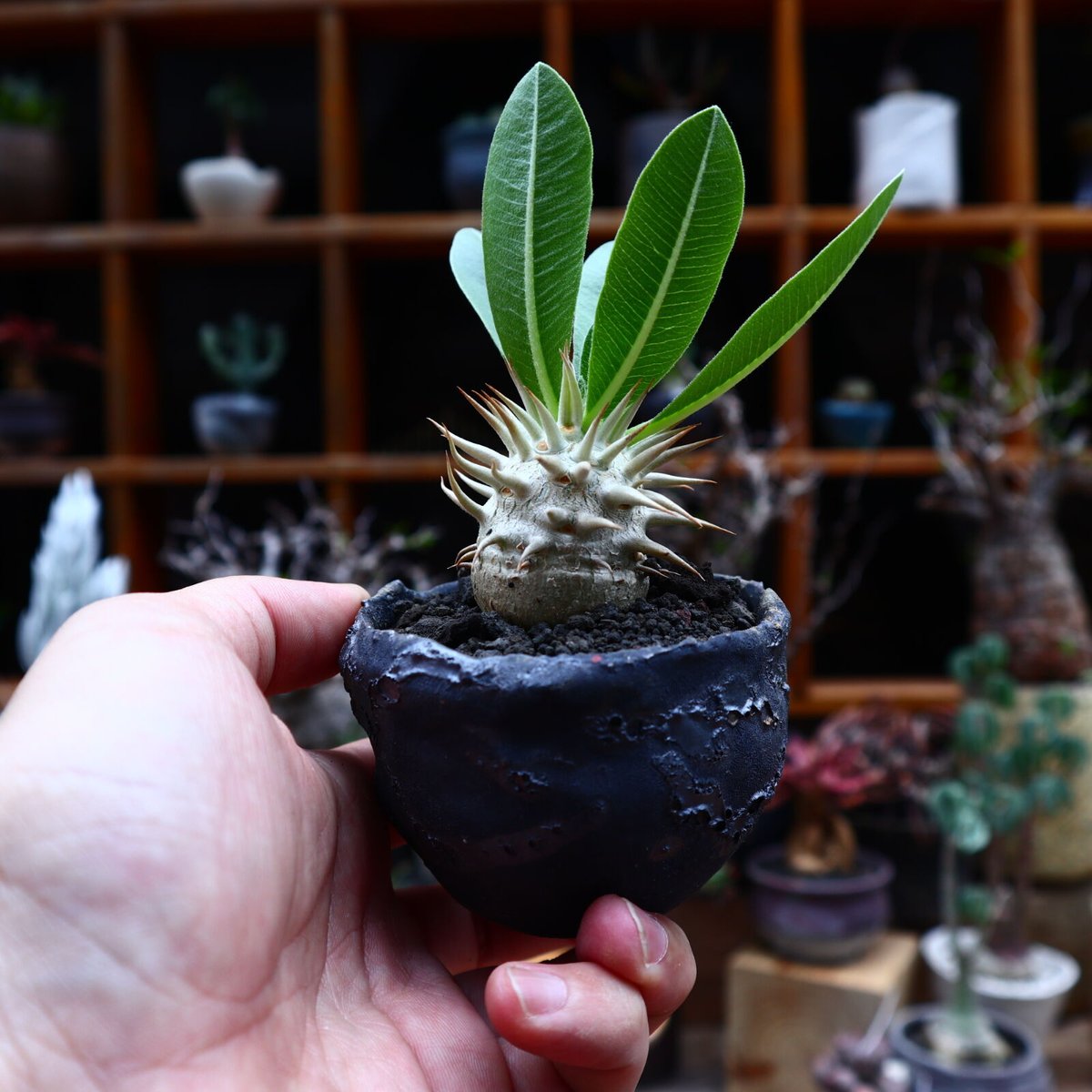 パキポディウム エブレネウム 実生／Pachypodium eburneum no.5