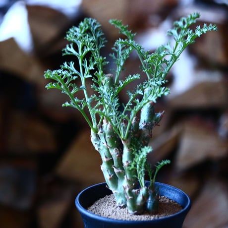 ペラルゴニウム カルノーサム Pelargonium carnosum  no.111591