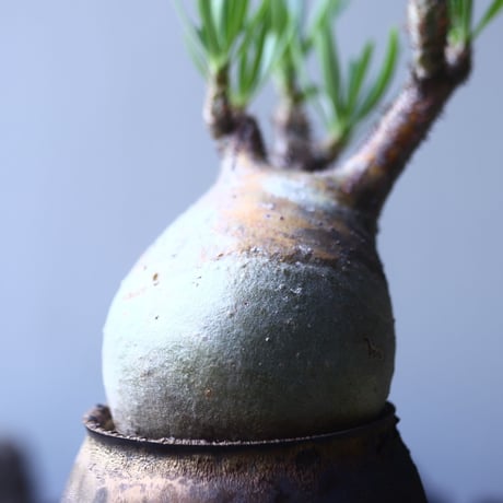 パキポディウム グラキリス   Pachypodium rosulatum var. gracilius no.53107