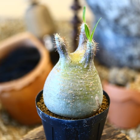 Pachypodium gracilius   no.32445